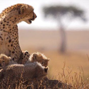 _120815289_gettyimages-532180152