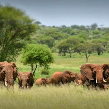 4-Days-Safari-Serengeti-Ngorongoro-Crater-1