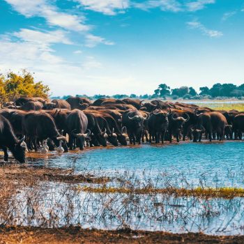 645e70b863e13681db5e0df6_Lake Manyara banner (4)