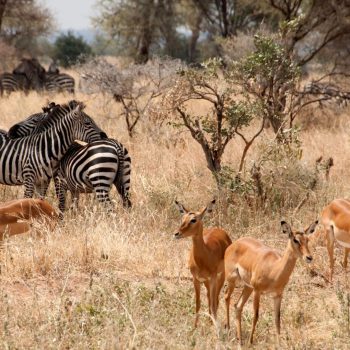 645e7315a429697875f14db4_Tarangire banner (4)