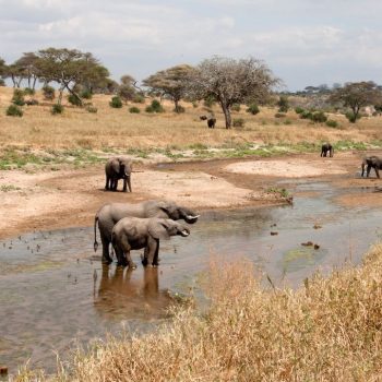 645e73231cb81b6f0dc43220_Tarangire introduction (1)