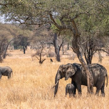Elephants-grazing-among-the-trees-in-Tarangire-Tanzania (2)