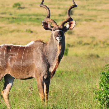 Greater-Kudu-in-Ruaha-National-Park-Easy-Travel-Tanzania