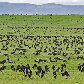 Groups-of-wildebeest-thundering-across-the-plains-of-Serengeti-National-Park-Easy-Travel-Tanzania-scaled (1)