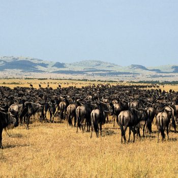 Herd-gnu-Tanzania-Serengeti-National-Park