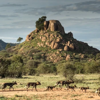 LWC_Wilddogs_Dog+family+rocks+PL