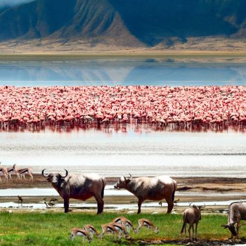 Ngorongoro-Crater-in-Tanzania