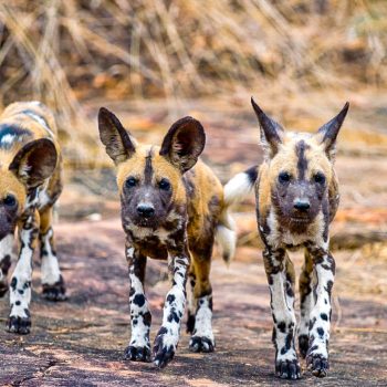 Nyerere-National-Park-is-known-for-its-wild-dog-populations