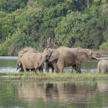 Nyerere_National_Park_Elephants_61