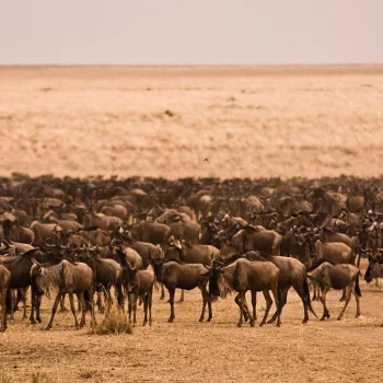 Safari-in-January-wildebeest-migration-pattern-1200x675