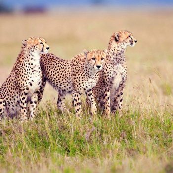 Serengeti-National-Park-Safari-Tours