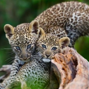 The-big-five-animals-of-the-Serengeti-National-Park