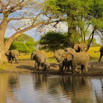 The-most-beautiful-things-about-Tarangire-National-Park-1