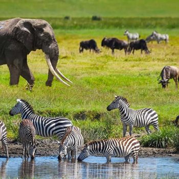 Top-ten-Serengeti-National-Park-safari-activities (3)