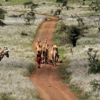 Why-I-Loved-Kenyas-Laikipia-Plateau