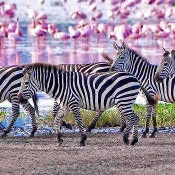 lake-manyara-1-day-trip (3)