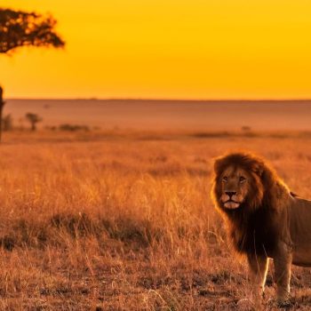 masai-mara-lion2