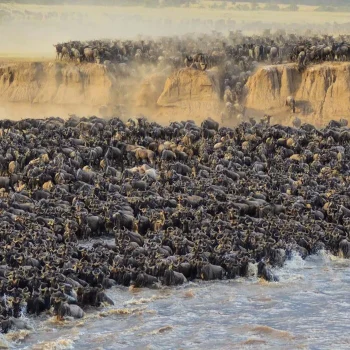 seeing-the-great-migration-crossing-in-tanzania-1210x700