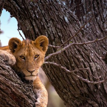 serengeti-national-park-tanzania-national-parks-nasikia-camps-game-drives-tours-tanzania-safaris-africa-lion (11)