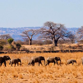 tarangire-national-park=401202-300 (4)