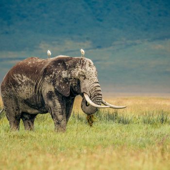 which-animals-ngo-crater